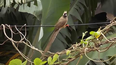 Hear and watch an amazing video of a beautiful parrot