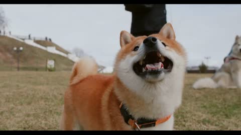 Dog shibainu with man playful on park. Happy dog breed Siba inu game with owner