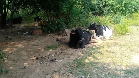 Animal Resting peacefully, Relax peacefully, Cow, Cow rest in the ground