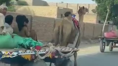 A picturesque view of the camels walking through the village