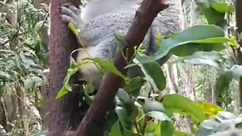 Animals Hanging on the Tree and Eating a Leaves