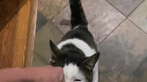 Cat headbutts a fist bump