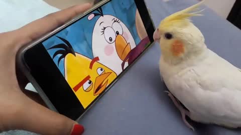 Birb watching Angry birds.