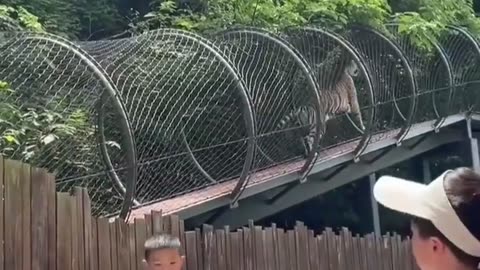 Transparent Tunnel under water Alligator Zoo USA