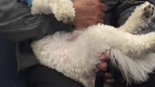 White dog blue sweater carried by owner on subway