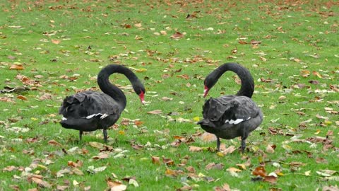 Black Geese Walking On Grass