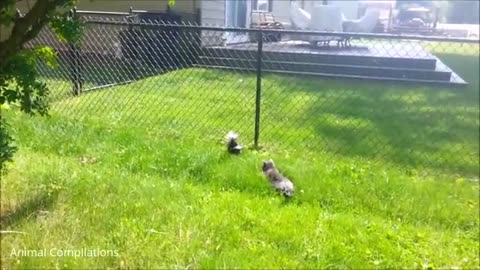 Baby Skunks Trying To Spray - Funniest Compilation