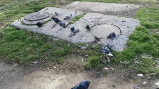 A flock of these pigeons are friends with each other.