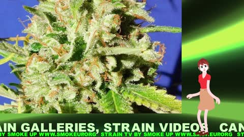 Fast look at auto flowering cannabis strains - STRAIN TV