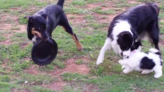 Cute dogs playing with frisbee.