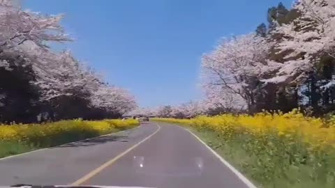 cherry blossoms on a sunny day