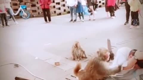 Monkey attack