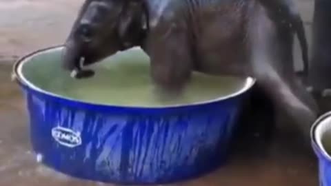 Cute Baby Elephant 🐘🐘 Bath.
