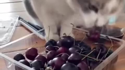 Cats swing cherry..cute moment