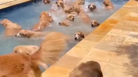 Dogs in pool