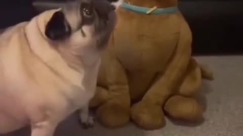 pug and scooby doo doll