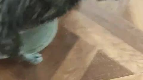 Wet cat jumps his foot. October 2019