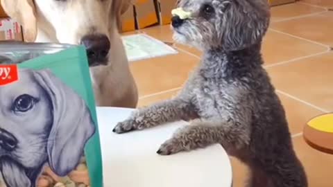 Baby Animals 1 Minutes of Funny Cats and Dogs