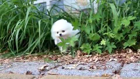 Ultimate Baby Dog- Cute And Funny Dogs video