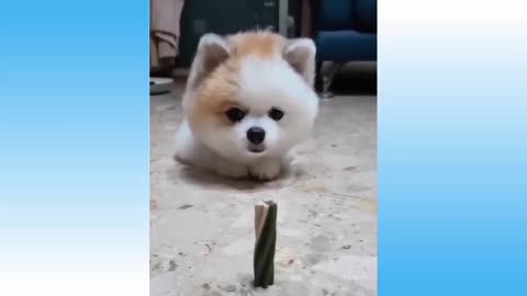 These cute and funny pet will make your heart melted ♥♥