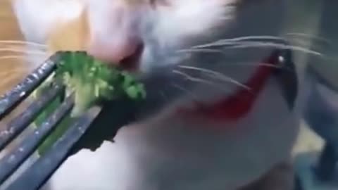 This cat is like a human so funny video