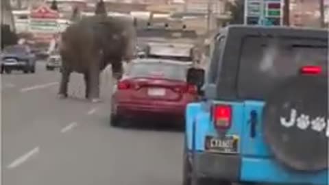 An Elephant on loose in Butte Montana...Whats Wrong to make the Elephant run