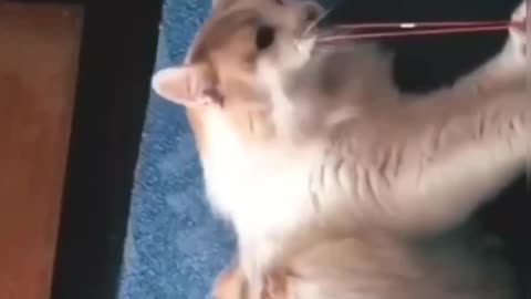 Funny cat videos 2021 try not to laugh, Oh so hurt , I guess she won't do it again 🤣🤣 Funny cat