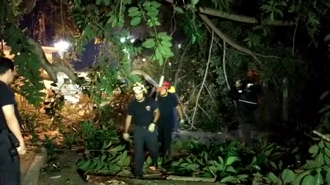 Inmenso árbol cayó de manera repentina en un parque de Bucaramanga