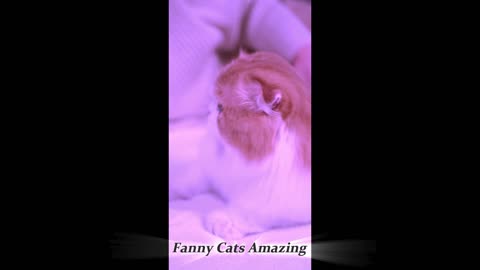 funny cat videos Cat Takes Back 😻🐶funny cats Crying Kitten From Toddler 😻🐶