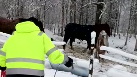 The horses on the snow