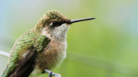 Hummingbird tounge