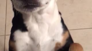 Black and white dog tries to roll over on kitchen floor but fails