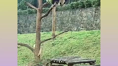 PANDA BEAR FALLING FROM THE TREE