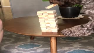 Clever Dog Plays Jenga with His Owner