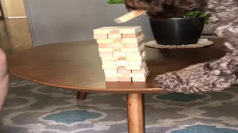 Clever Dog Plays Jenga with His Owner