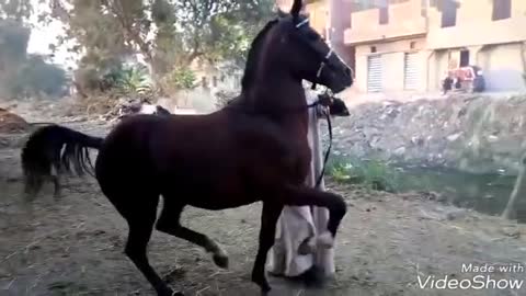 Train our Arabian Horse to dance!