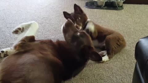 Dog Plays with Mini Me
