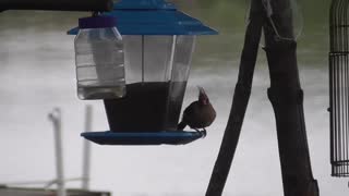 96 Toussaint Wildlife - Oak Harbor Ohio - Female Cardinal Feeds