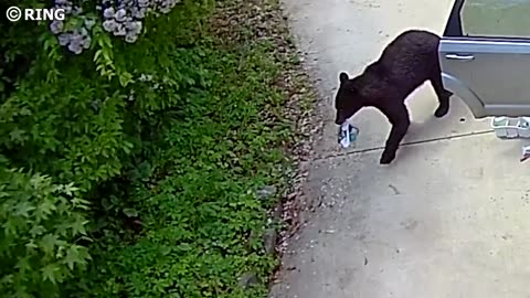 When Bear Attacks Get Caught on Security Cameras #2