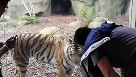 Indianapolis Zoo Tiger Encounter