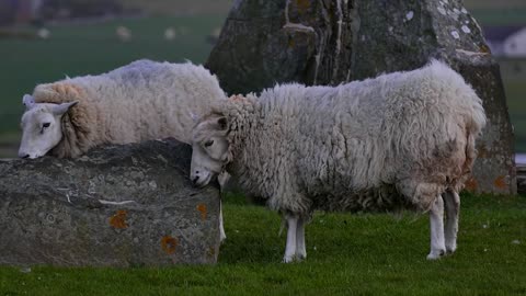 Adorable Flock of Sheep Resting and Relaxing As Couples