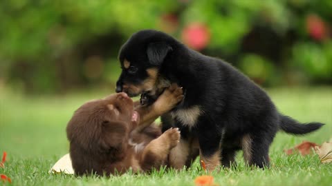 Two cute dogs playing together