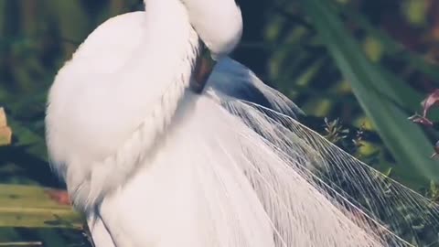 Great Egret