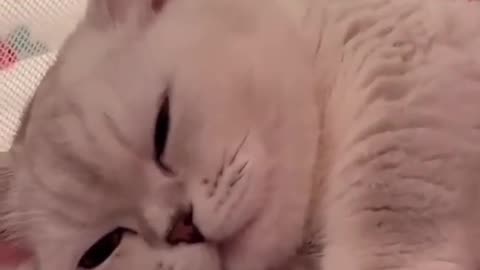 A cute cat plays