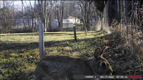 Backyard Trail Cam - Rabbit Closeups