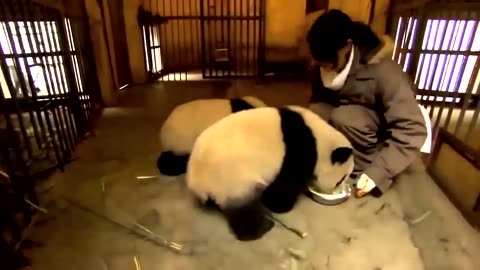Life of | Rare Panda
