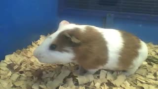 Cute white and brown guinea pig loves being filmed, so flufly and sweet! [Nature & Animals]