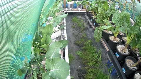 Broccolini Timelapse