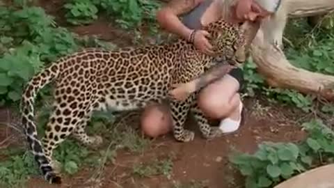 Leopard cuddle and kisses with a beautiful girl