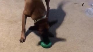 Dog excited green donut toy